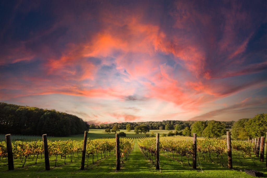 Vanilla sky over a vineyard plot at Quob Park Estate